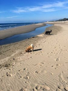 happydog-Kimba-mit-Freundin_Paestum